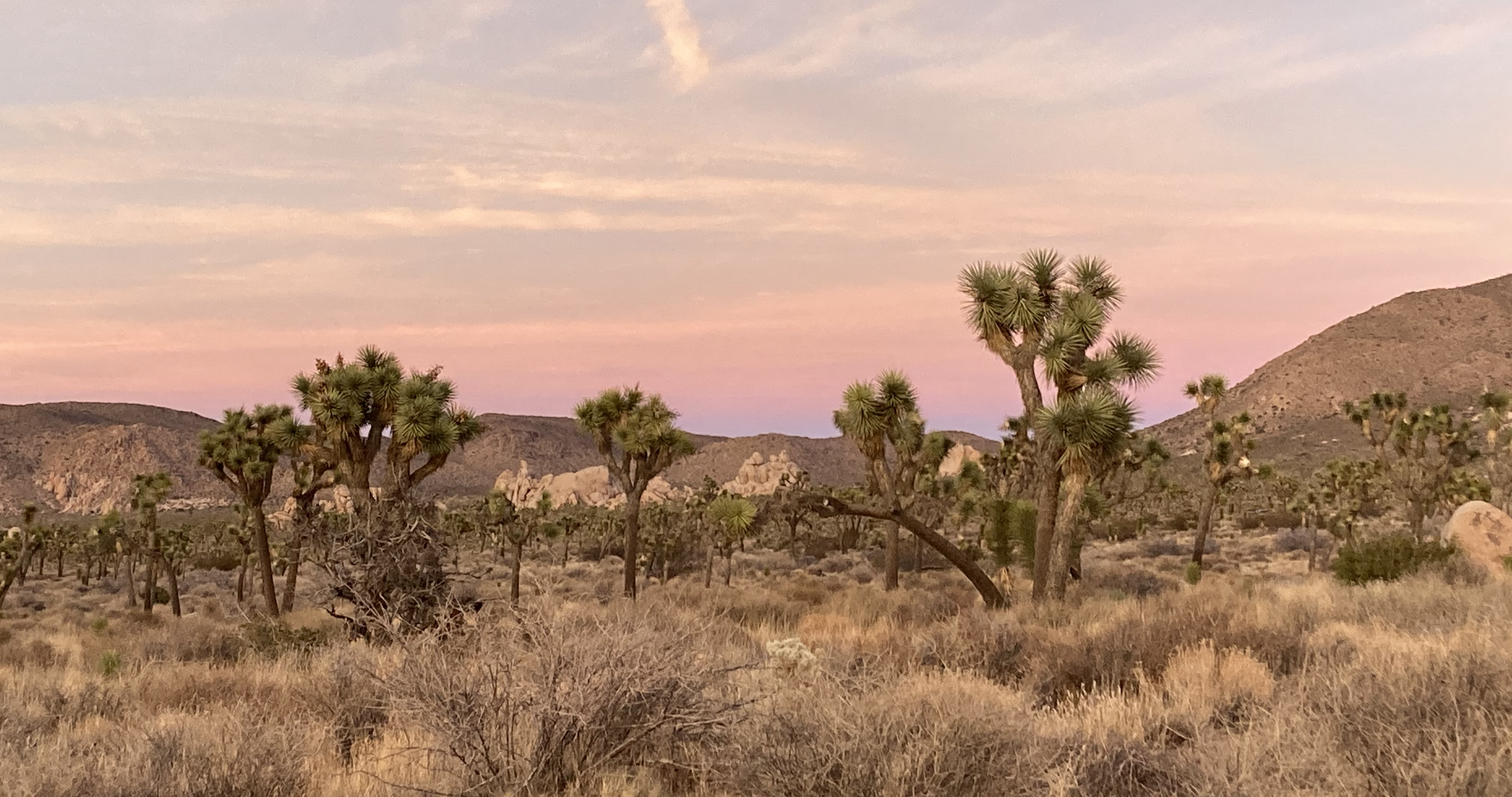 Joshua Tree